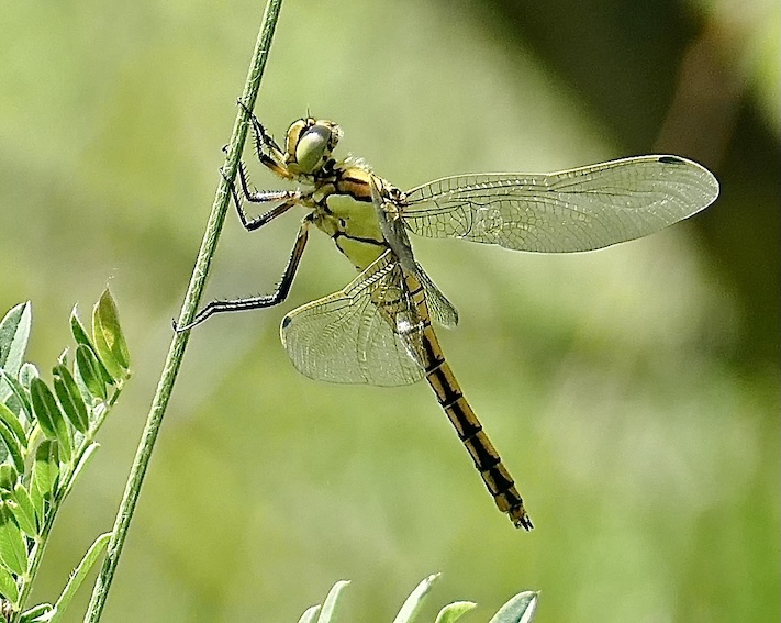 black-tailed skimmer